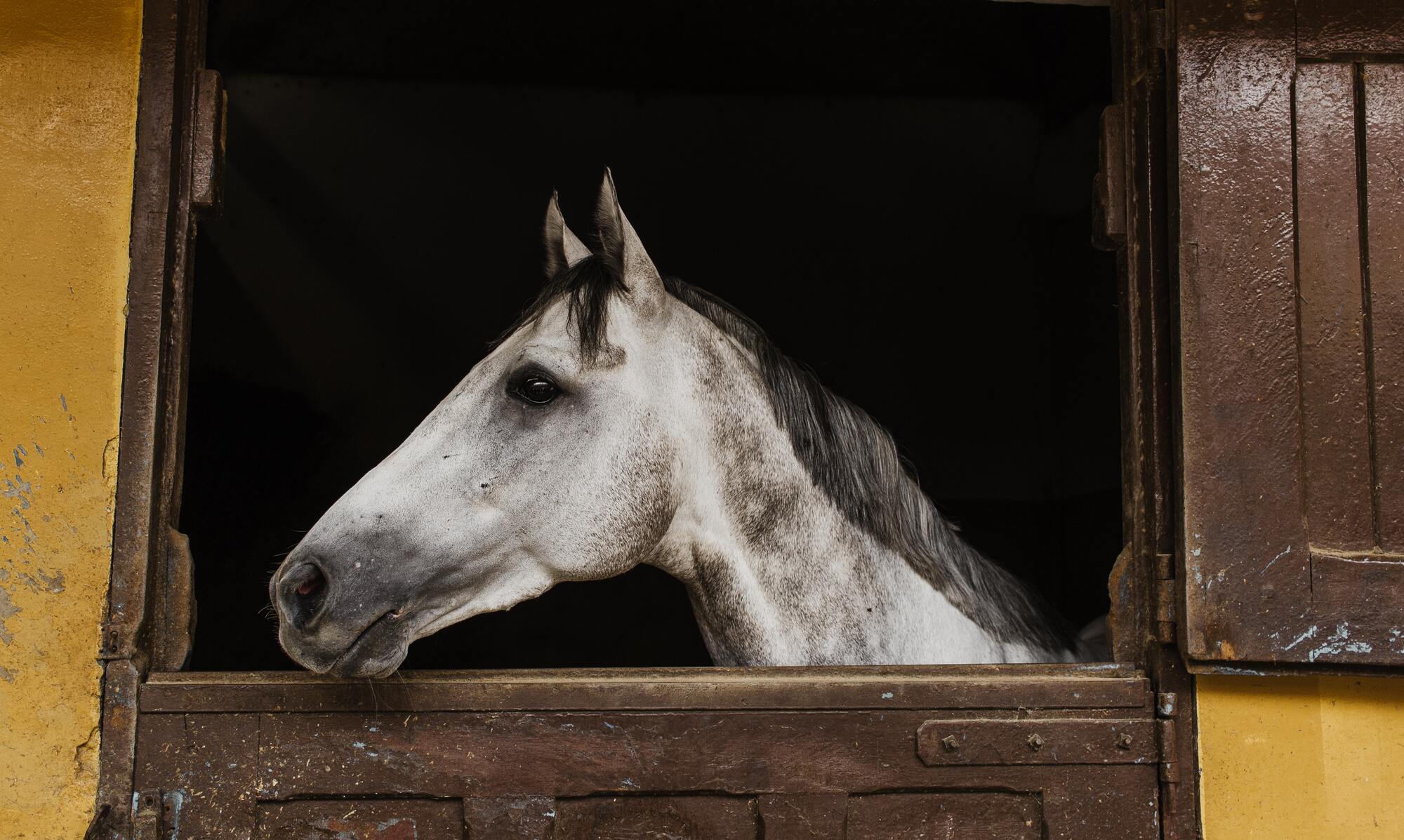 16 февраля начинают подготовку ездовой и пахотной лошадиной сбруи