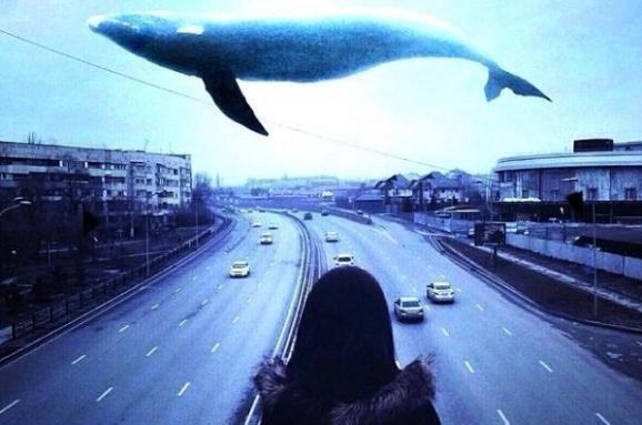 Самая известная группа смерти "Синий кит" появилась несколько лет назад