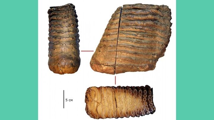 Зубы мамонта, из которых извлекли древнейшую ДНК