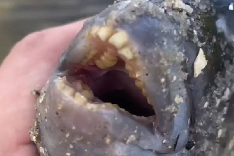 Зубы рыбы очень похожи на человеческие