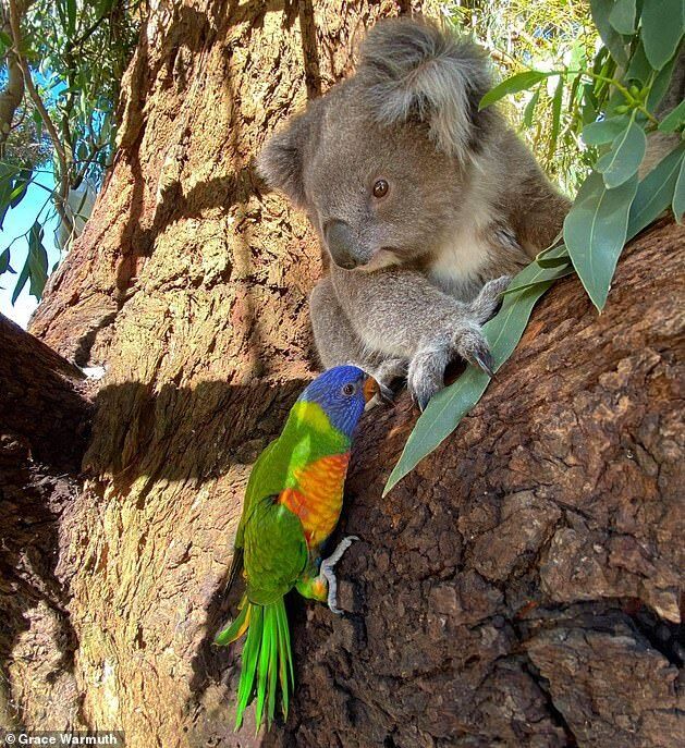 Папуга і коала