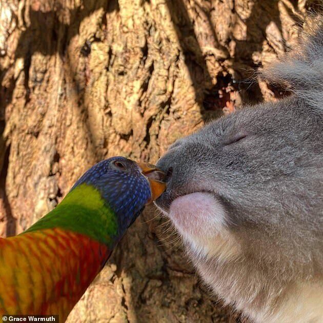 Попугай и коала