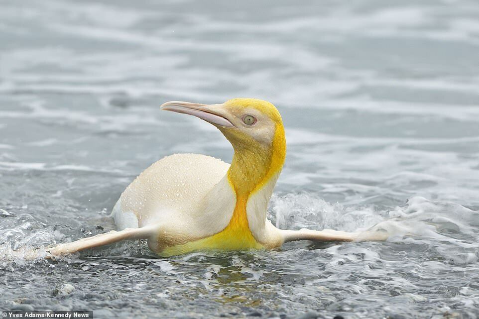 Королівський пінгвін жовтого забарвлення.