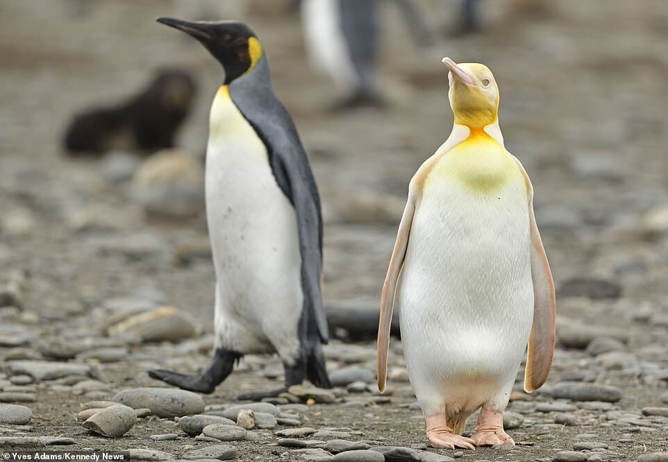 Королевский желтый пингвин