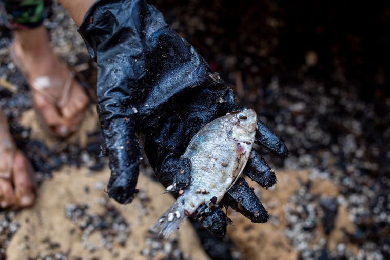 Животные массово гибнут из-за разлива нефти в Средиземном море