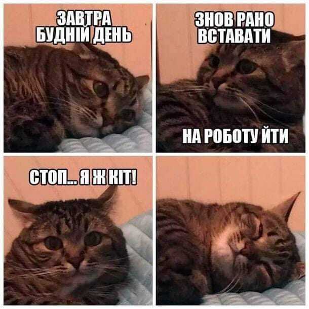 Мем о коте