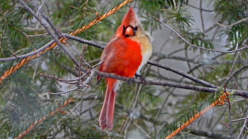 Редкая птица-кардинал