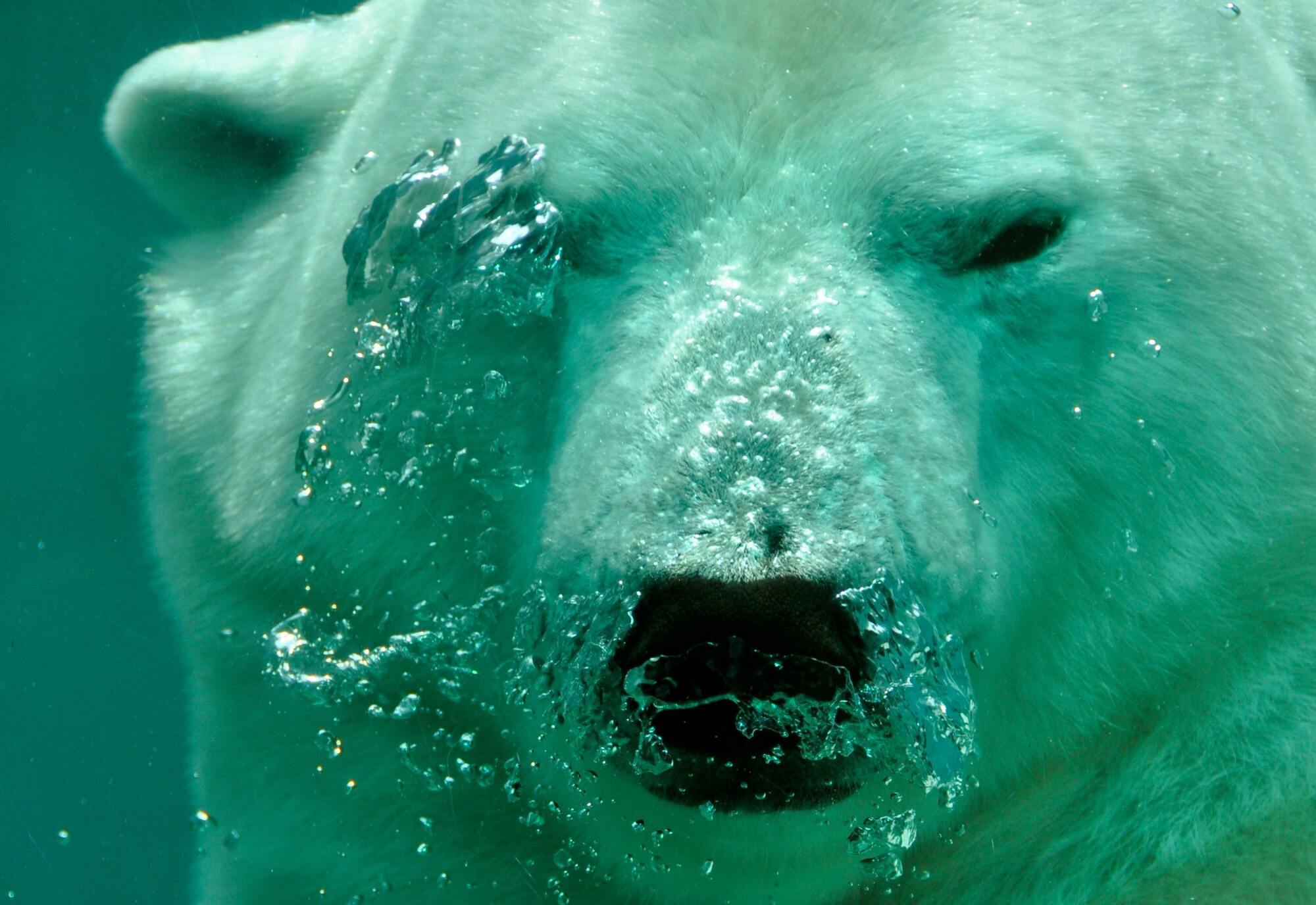Ежегодно 27 февраля в мире отмечается Международный день полярного медведя