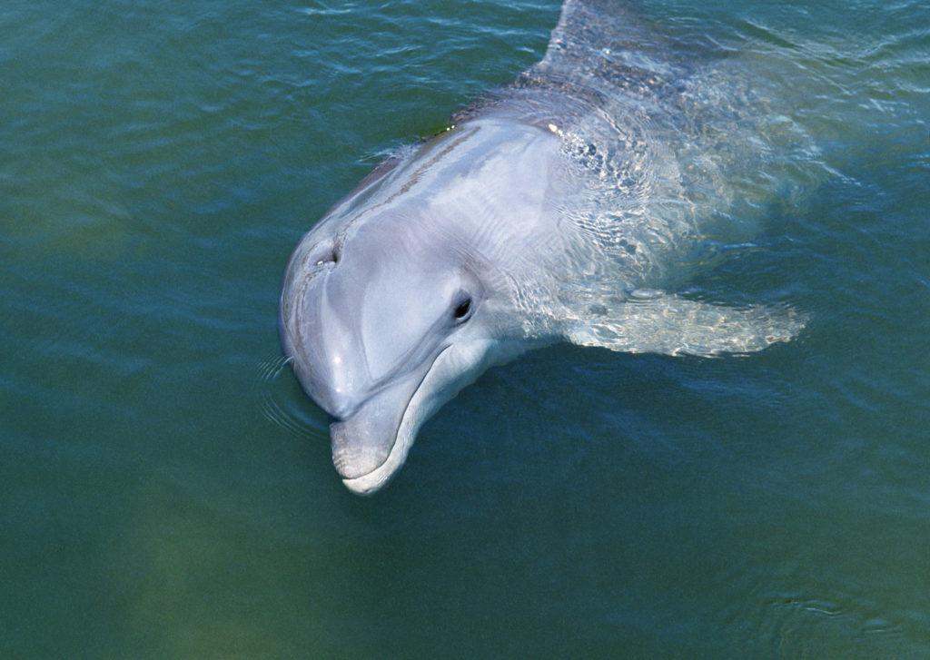 Дельфині подплывают к туристам.