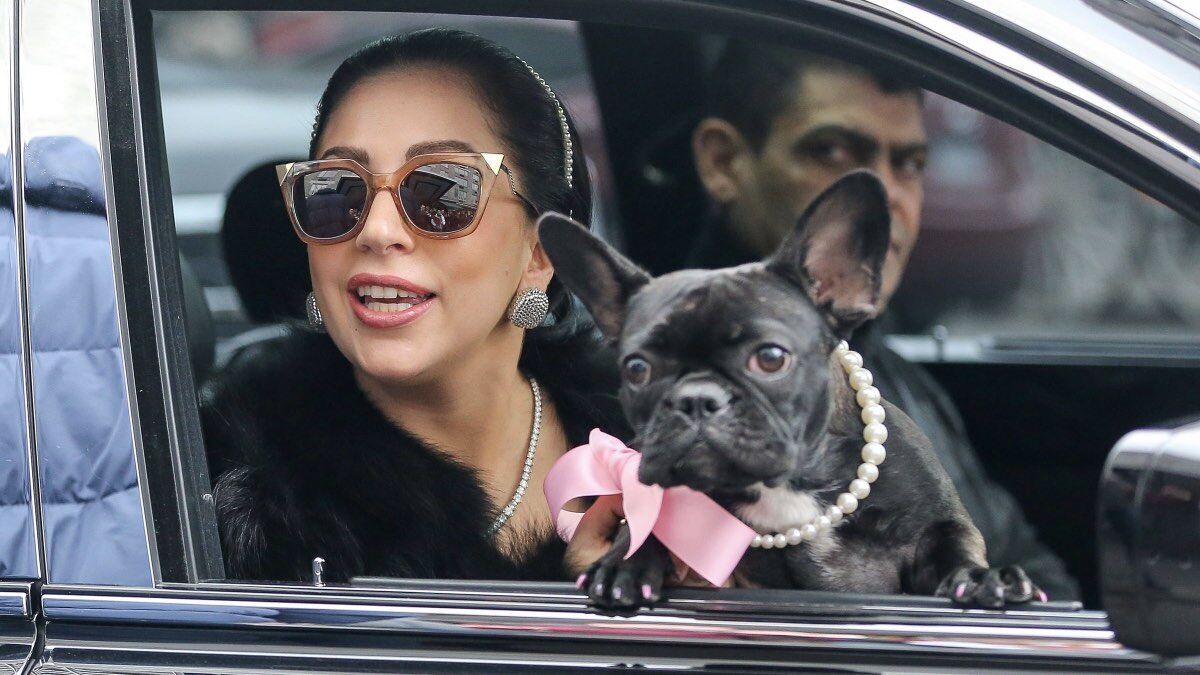 Леди Гага с бульдогом на мероприятияя.