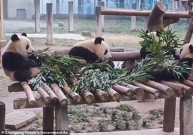 Панди їдять бамбукове листя