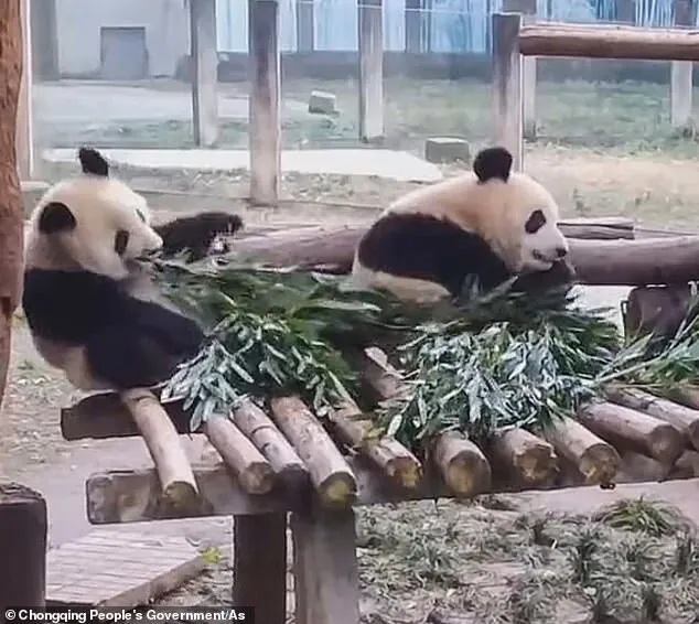 Zabavnoe Video Golodayushej Pandy Kotoraya Est Bambuk I Padaet Na Zemlyu