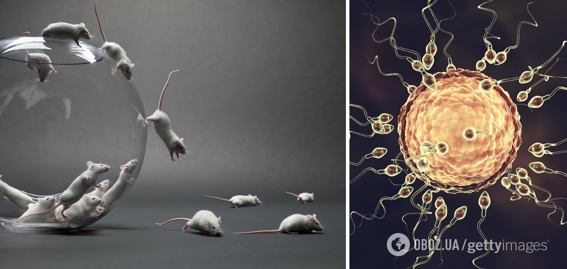 Дослідники з Німеччини вивчили генетику різних сперматозоїдів мишей