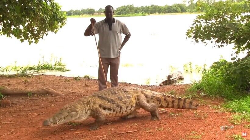 Не опасные крокодилы