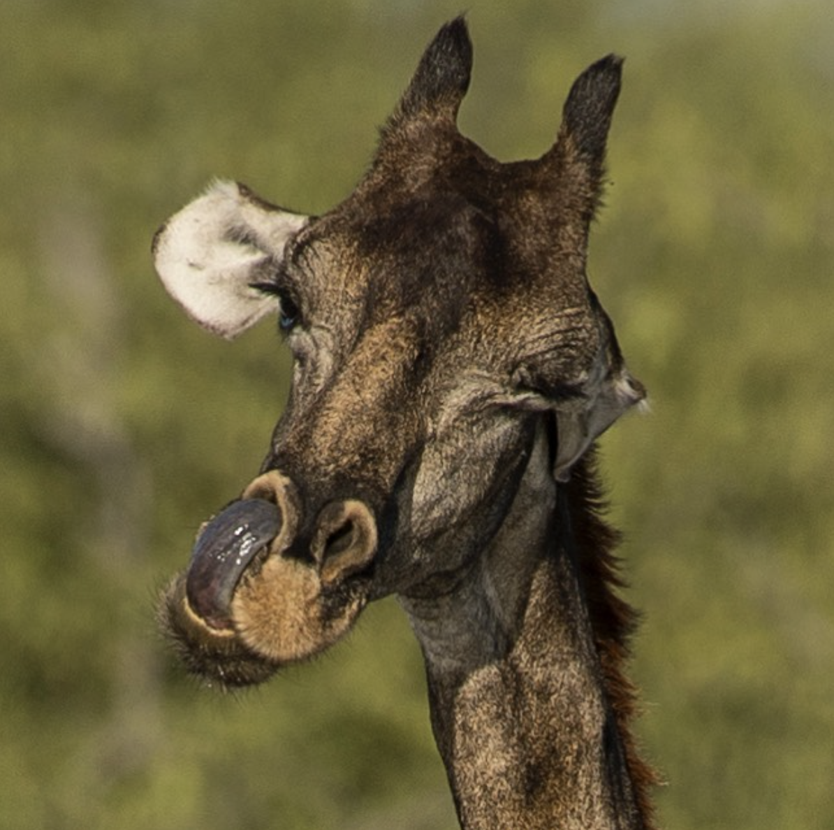 Фотограф поймал гигиенические процедуры жирафа.
