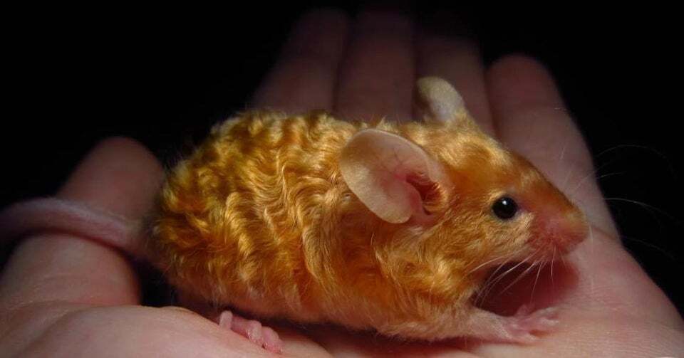 Ученые специально вывели породу золотой мыши.