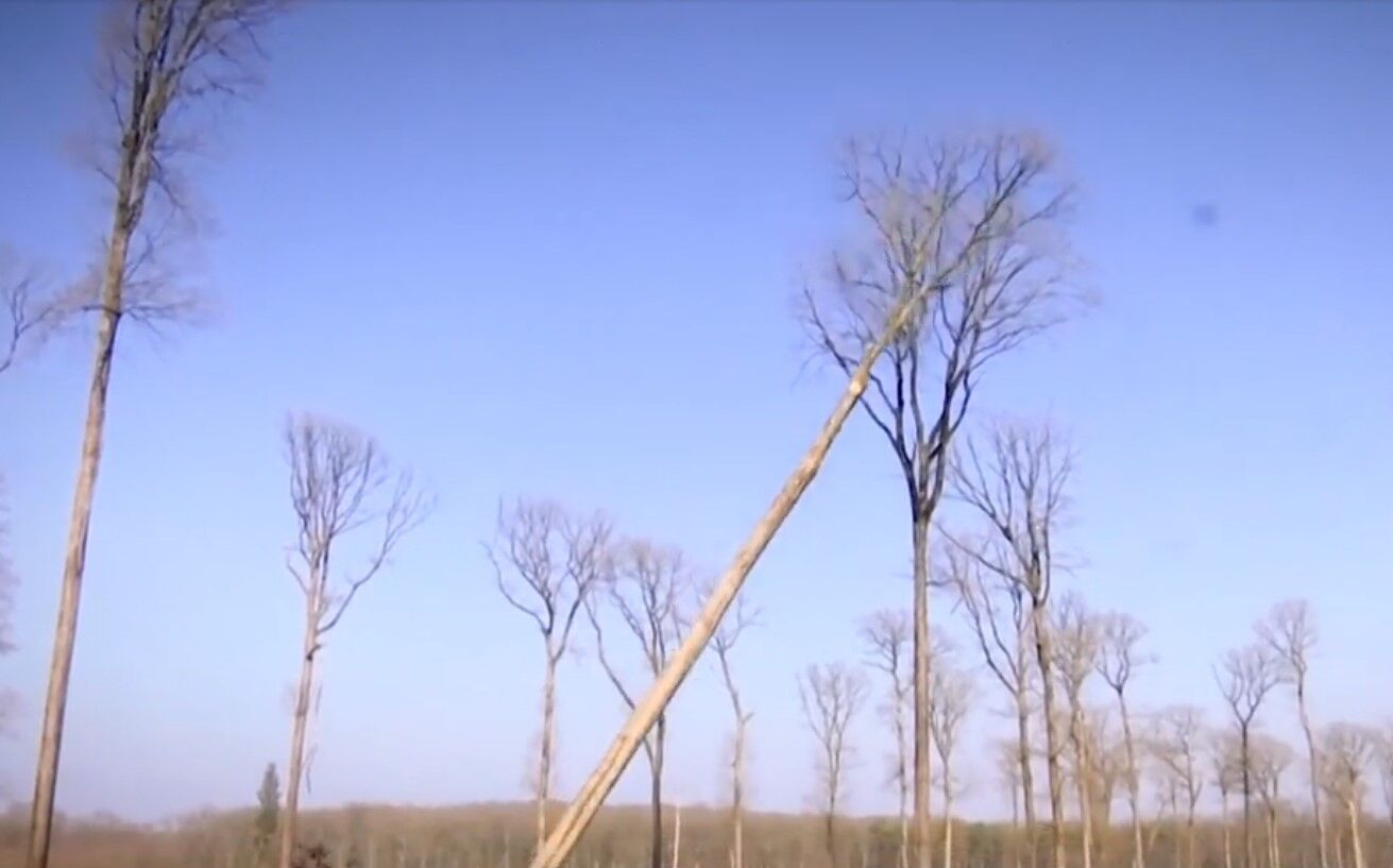 Четыре дуба срезали в бывшем королевском лесу.