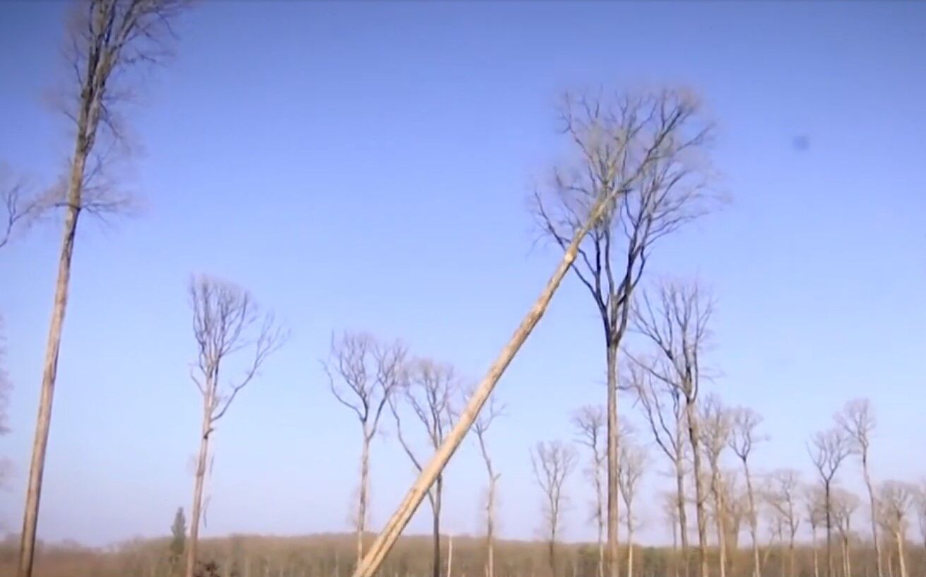 Четыре дуба срезали в бывшем королевском лесу.