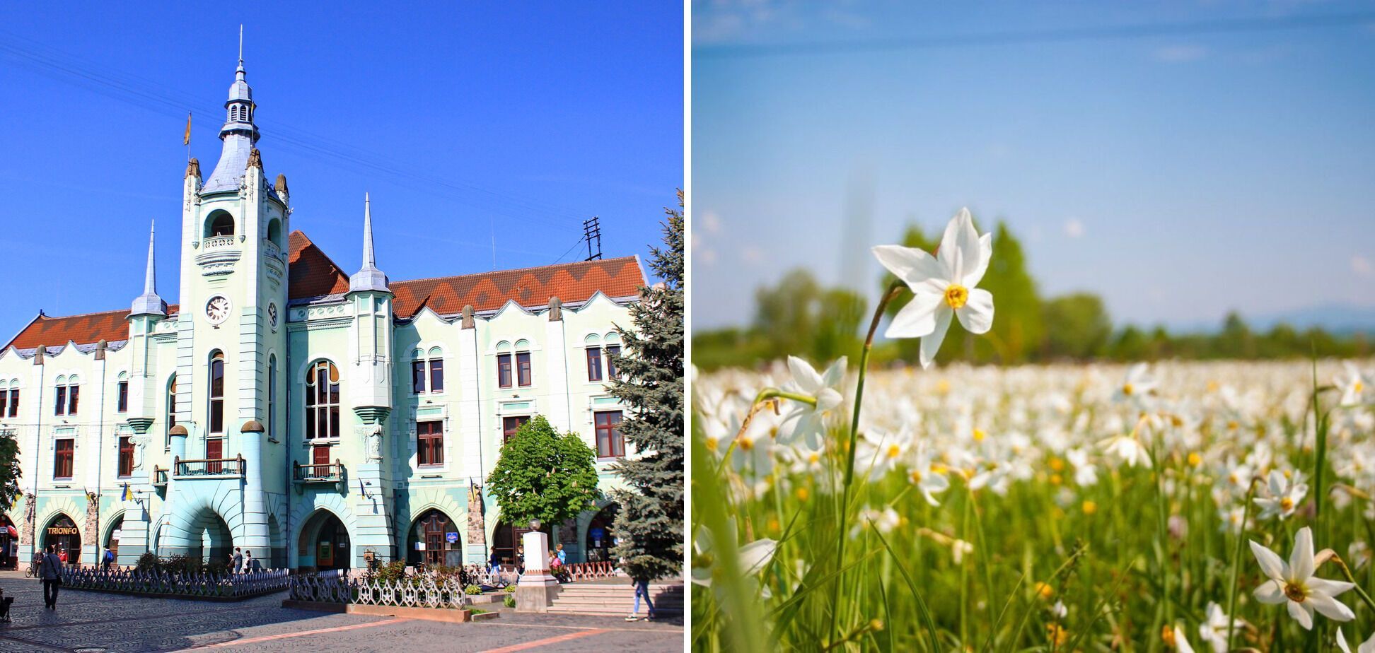 В начале мая на Закарпатье наблюдается потрясающее явление – цветение нарциссов.