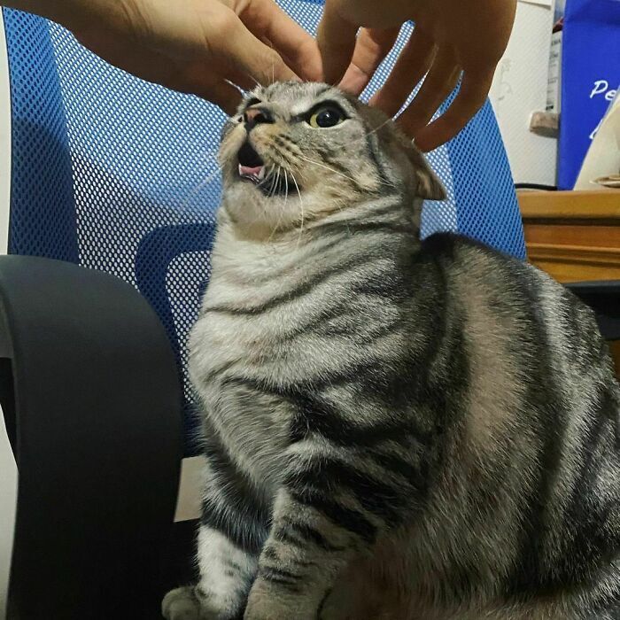 Кіт незадоволений масажем голови.