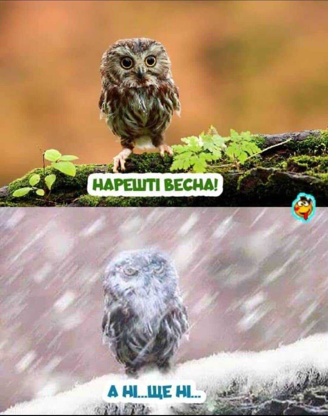 Мем о весне