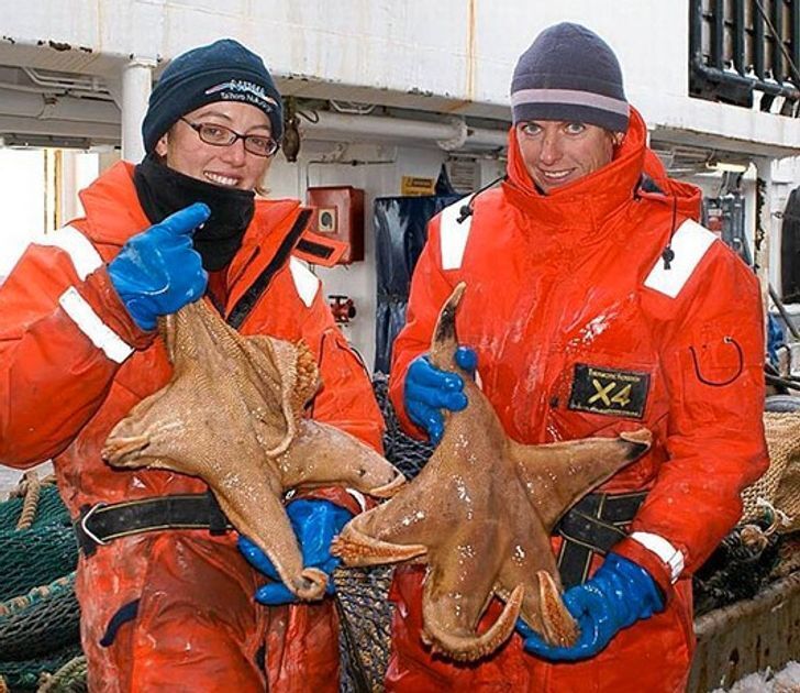 Эти животные имеют пятиконечный рот с крепкими зубами.