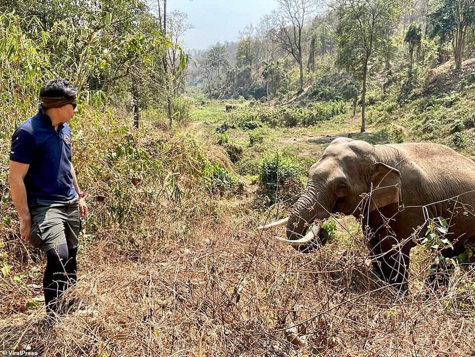 Дикий слон впізнав ветеринара, який його лікував