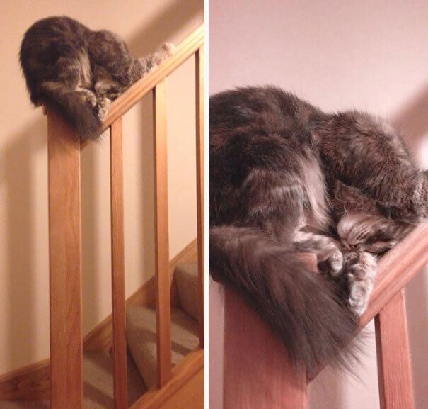 Кіт заснув на перилі сходів будинку.
