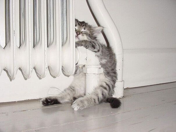 Кот нашел самое теплое место в доме.