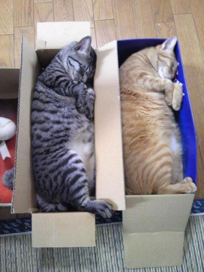 Коты часто любят укладываться в коробках. .