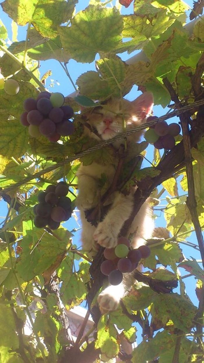Котенок замаскировался на винограднике.