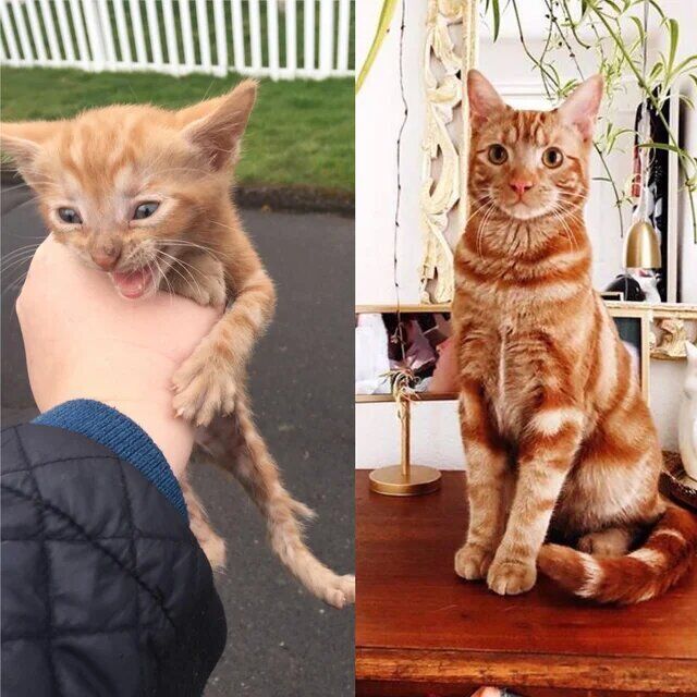 Чоловік знайшов безбомну кішечку на вулиці пять років тому