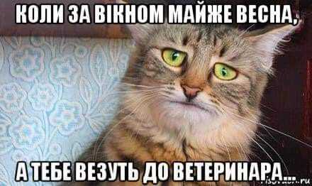 Мем про котів
