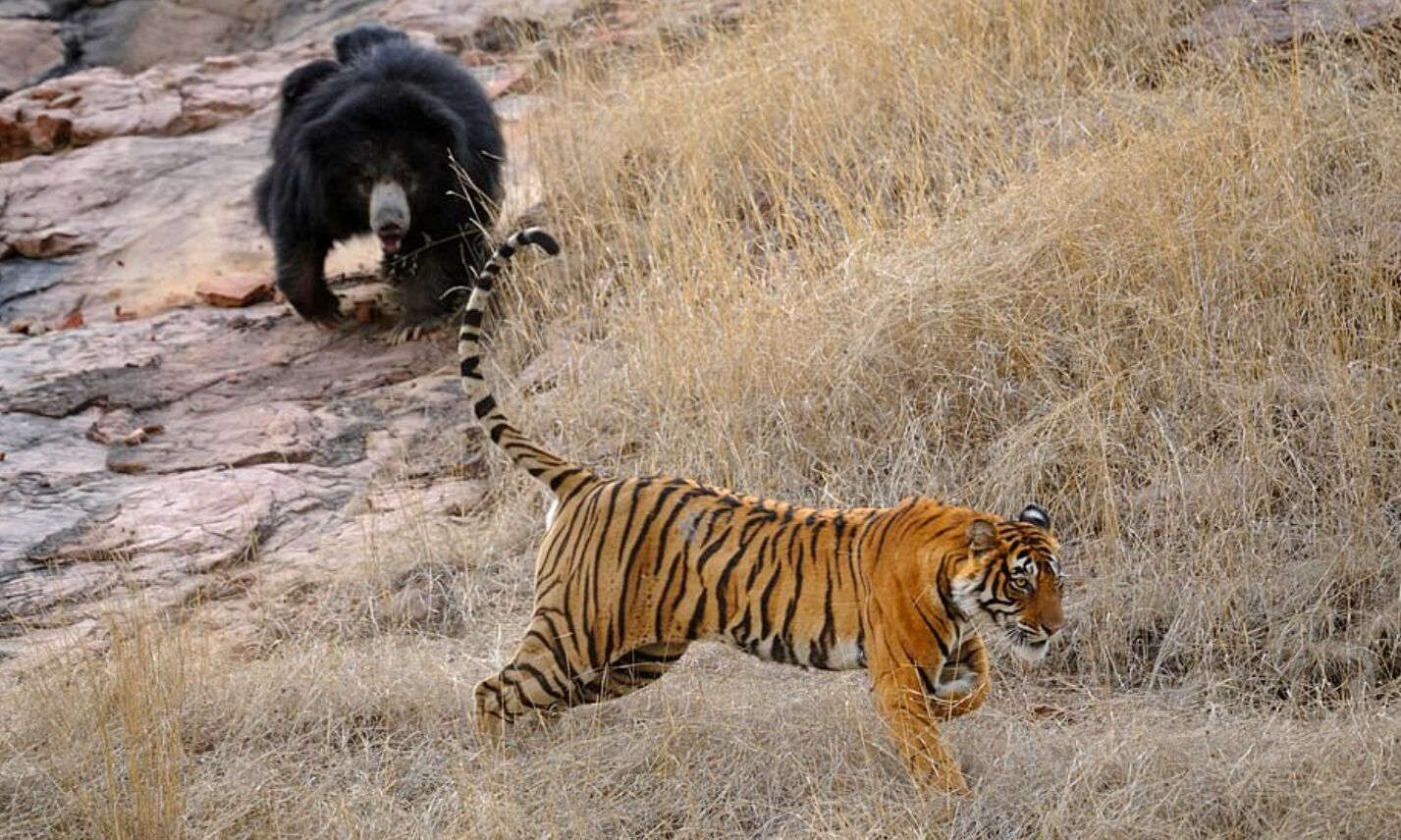 Потасовка длилась две минуты, пока медведица не отпугнула обоих тигров