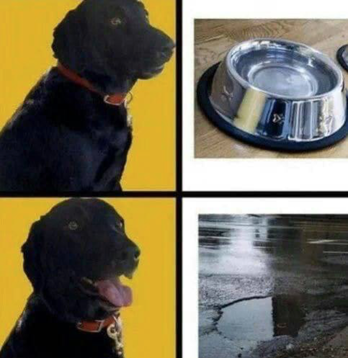 Мем о собаках