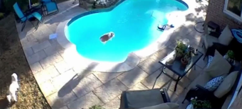 У мережі показали момент стрибка кролика в басейн