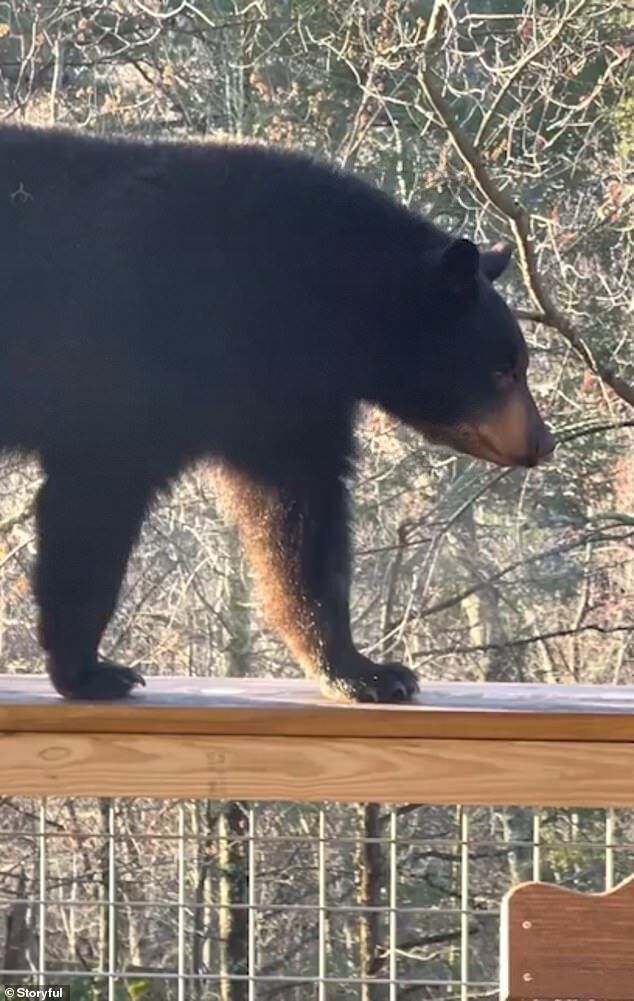 Медведь пробрался в джакузи