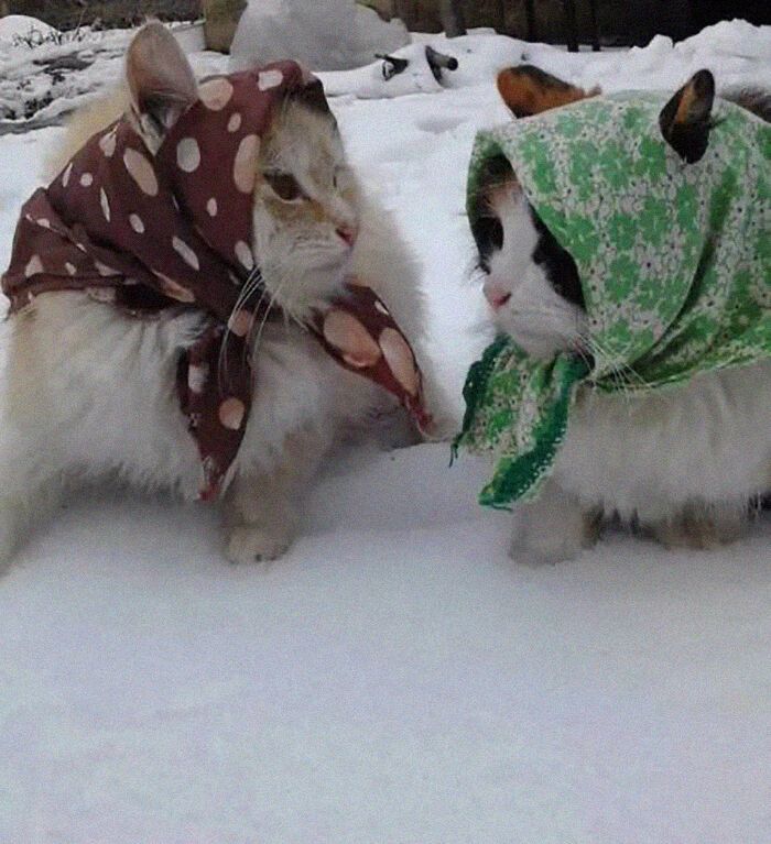 Две подружки-бабушки гуляют на улице.