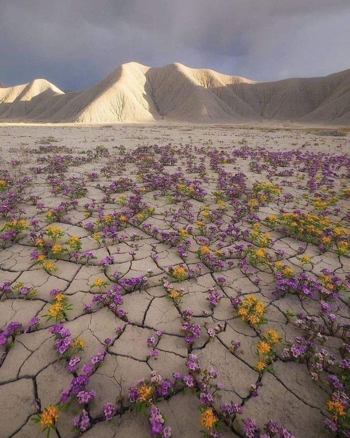 Редкое цветение в пустыне Атакама, Чили.