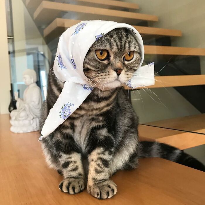 Котику идет белая косынка.