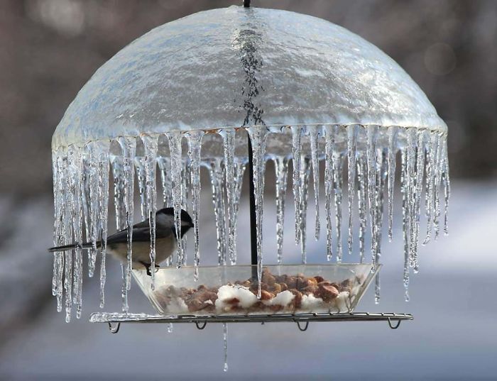 Зонтик изо льда для птенцов.