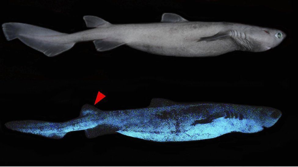 У Новій Зеландії виявили акул, що світяться, майже двометрової довжини. Фото