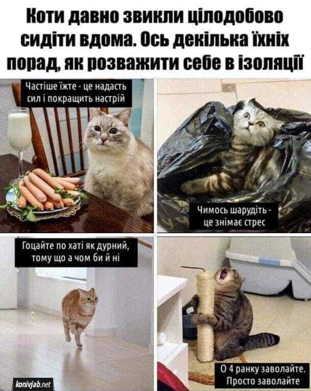 Мем про котів