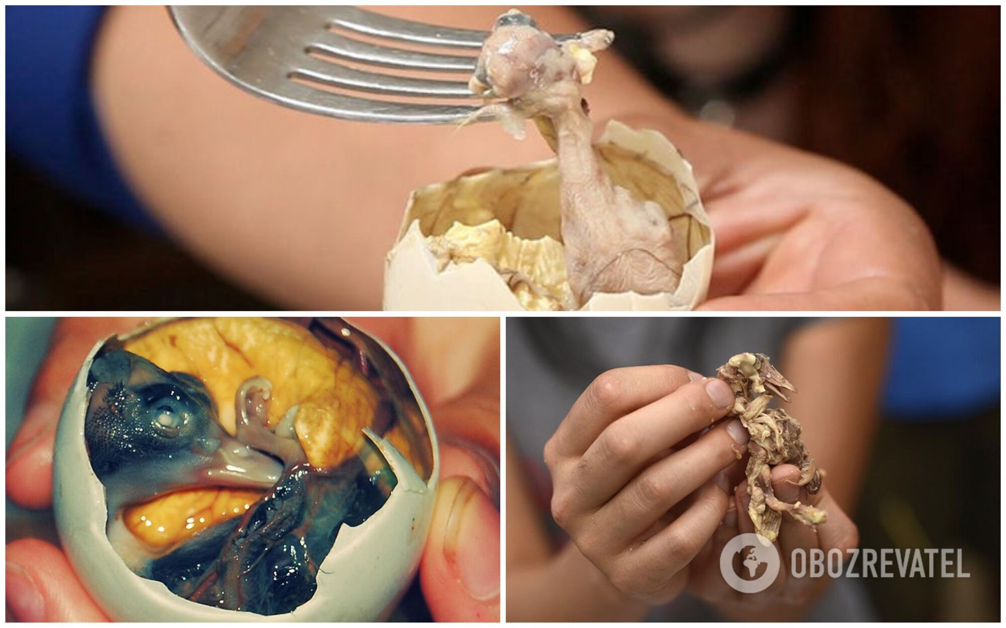 На Филиппинах популярным блюдом является балут – вареное утиное яйцо с зародышем