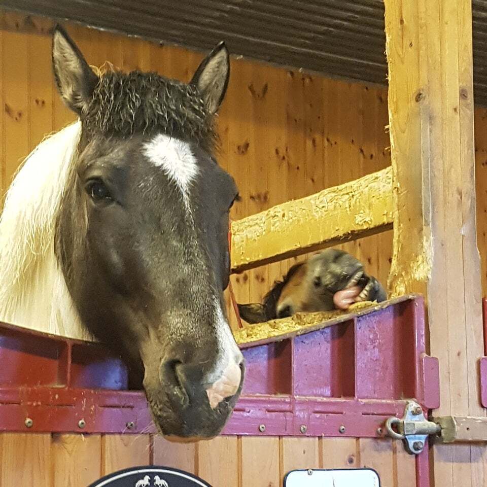 Конь очень хотел совместное фото.