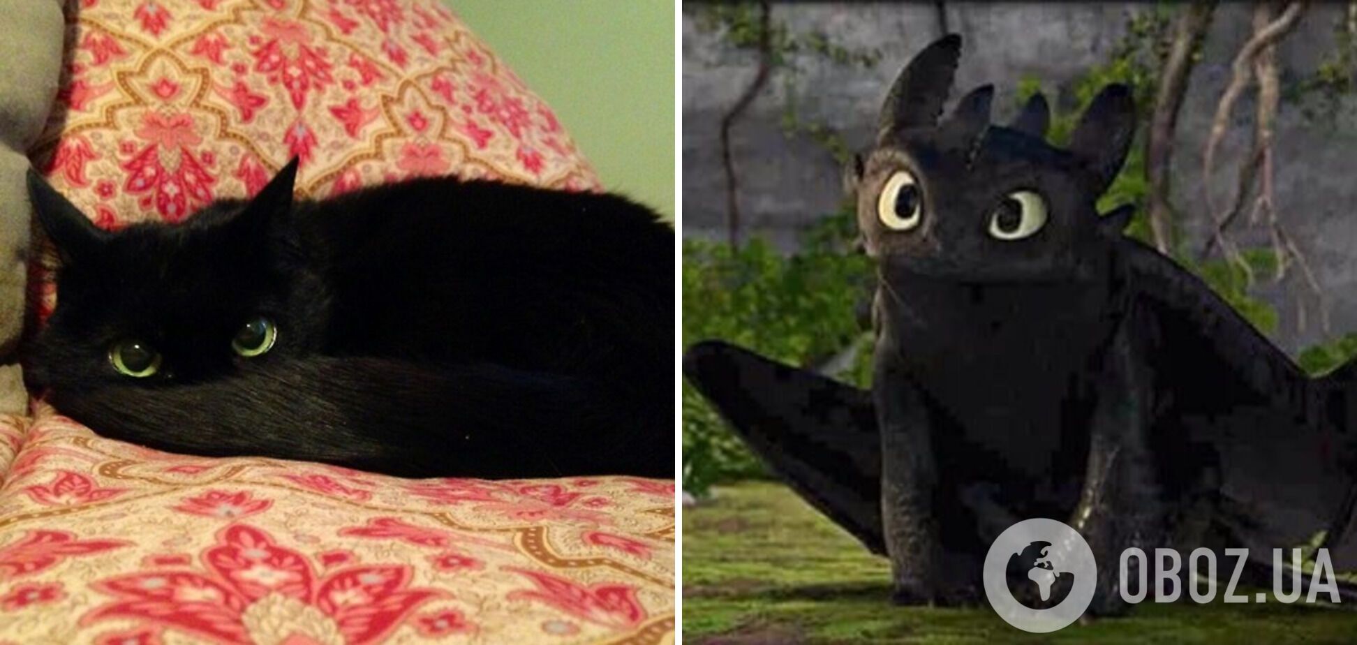 Милейший котик похож на Беззубика из мультфильма "Как приручить дракона?"