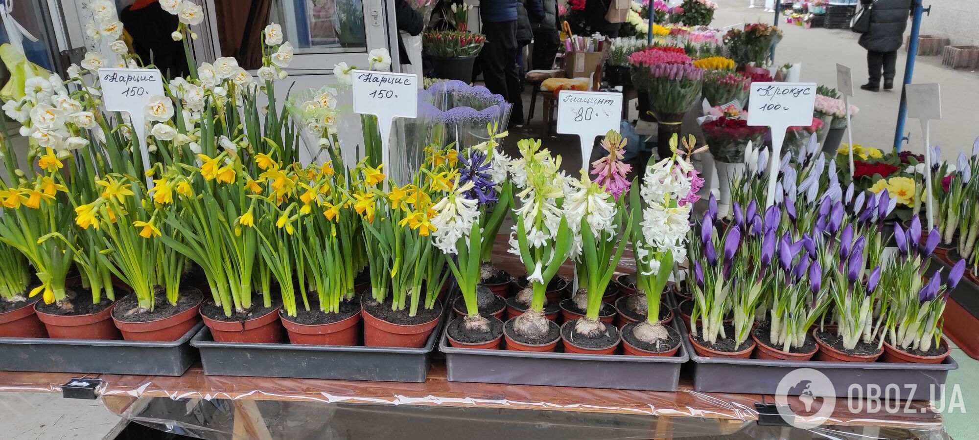 У Києві до 8-го березня тюльпани продають за 25 гривень, а нарциси – по 150