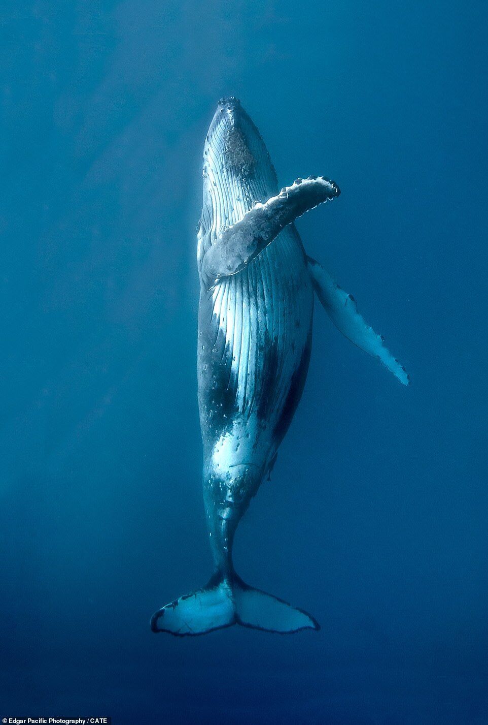 Фотограф показал огромного горбатого кита