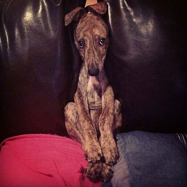 Пес застряг між подушками дивану