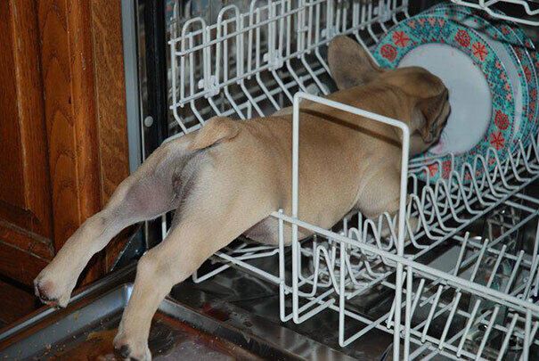 Пес застрял в посудомоечной машине.